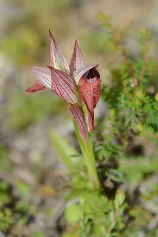 Serapias orientalis