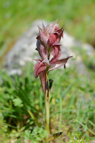 Serapias orientalis ssp. siciliensis