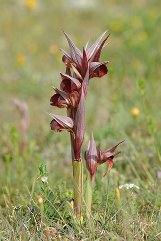 Serapias orientalis ssp. apulica