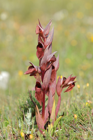 Serapias orientalis ssp. apulica