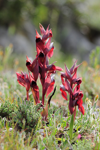 Serapias orientalis ssp. apulica