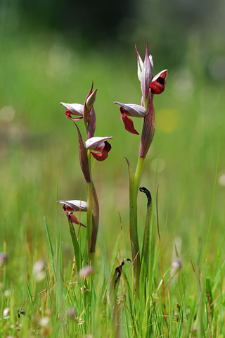 Serapias lingua x parviflora