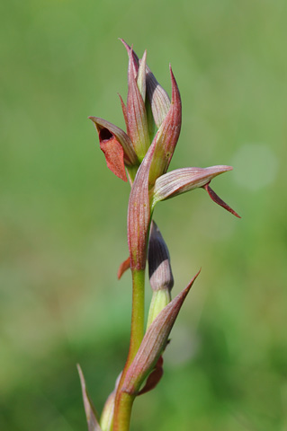 Serapias parviflora