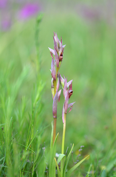 Serapias parviflora