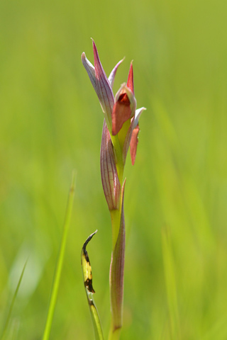 Serapias parviflora