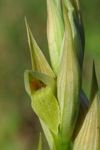 Serapias parviflora