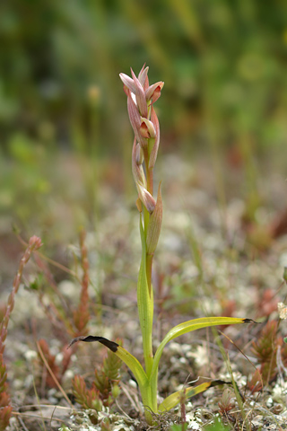 Serapias parviflora