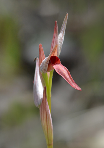 Serapias strictiflora