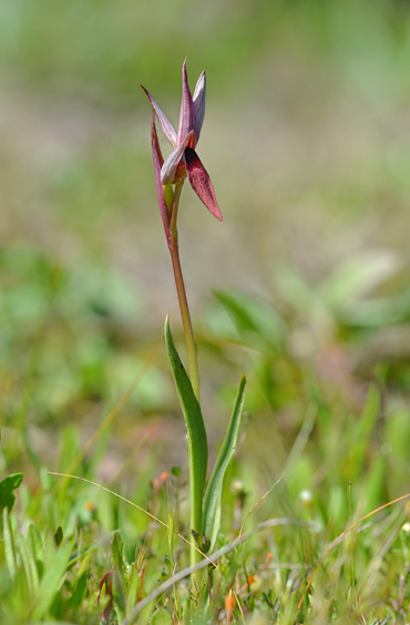 Serapias strictiflora