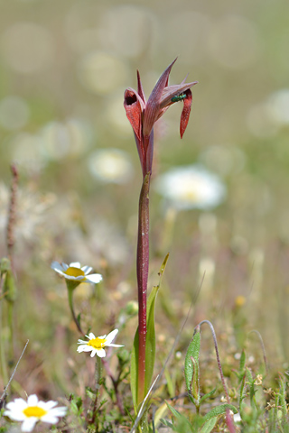 Serapias strictiflora