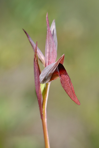 Serapias strictiflora