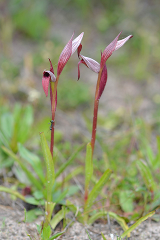 Serapias strictiflora