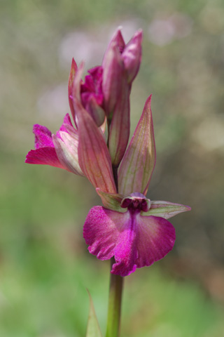 Anacamptis morio x Serapias vomeracea