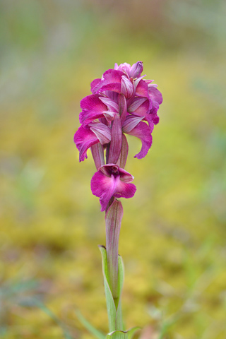 Anacamptis morio x Serapias vomeracea