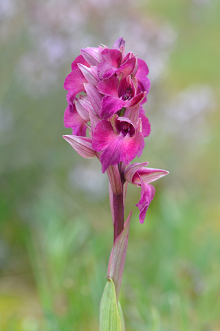 Anacamptis morio x Serapias vomeracea