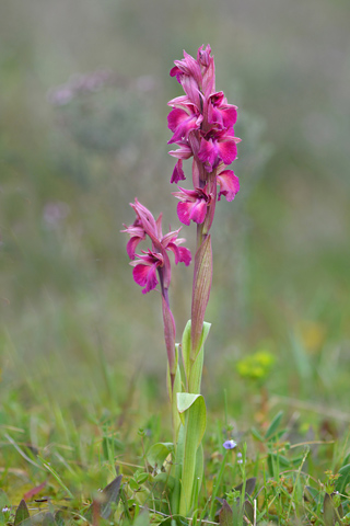 Anacamptis morio x Serapias vomeracea