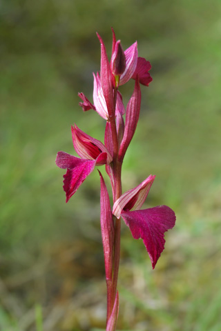 Anacamptis papilionacea x Serapias vomeracea