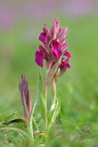 Anacamptis papilionacea x Serapias vomeracea