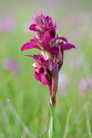 Anacamptis papilionacea x Serapias vomeracea