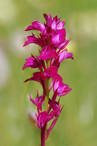 Anacamptis pyramidalis x Serapias vomeracea