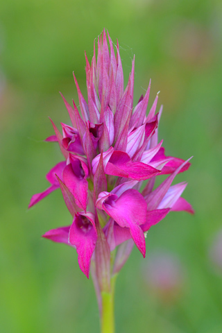 Anacamptis pyramidalis x Serapias vomeracea