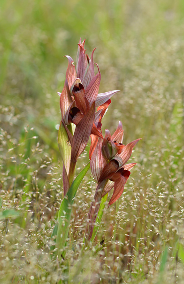 Serapias vomeracea