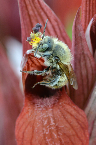 Serapias vomeracea
