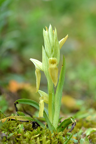 Serapias vomeracea