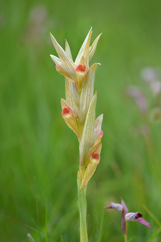 Serapias vomeracea