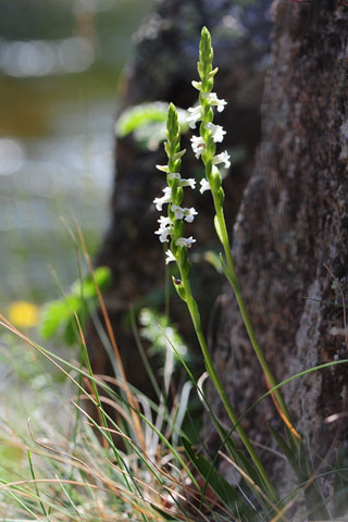 Spiranthes aestivalis