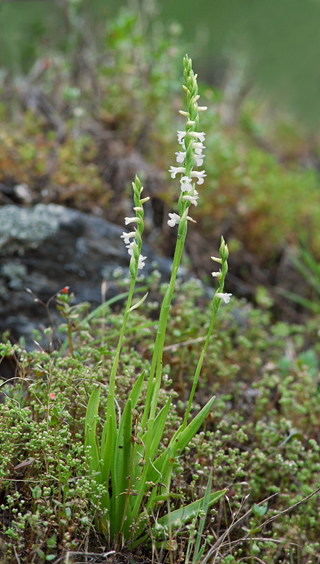 Spiranthes aestivalis