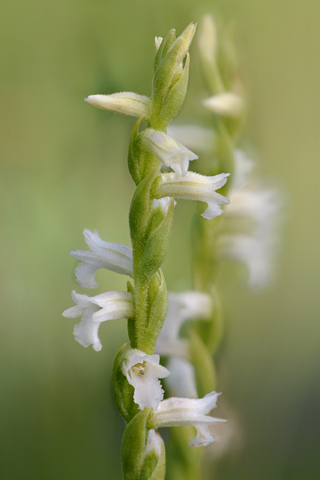 Spiranthes aestivalis