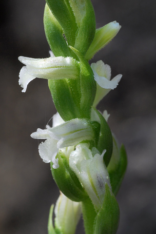 Spiranthes aestivalis