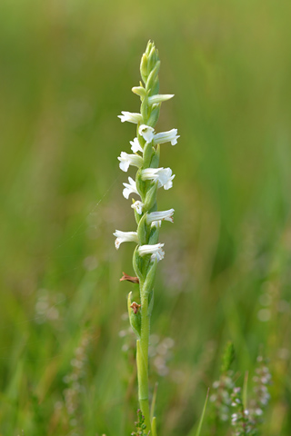 Spiranthes aestivalis