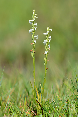 Spiranthes aestivalis