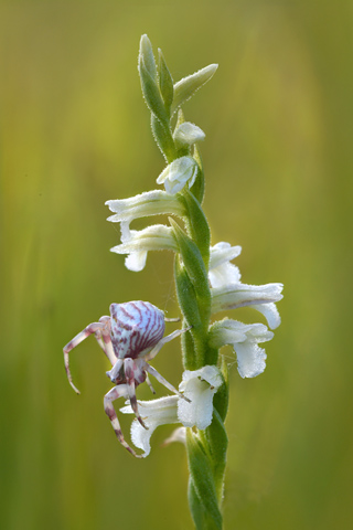 Spiranthes aestivalis