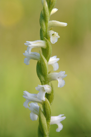 Spiranthes aestivalis