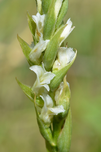 Spiranthes diluvialis Spiranthes diluvialis
