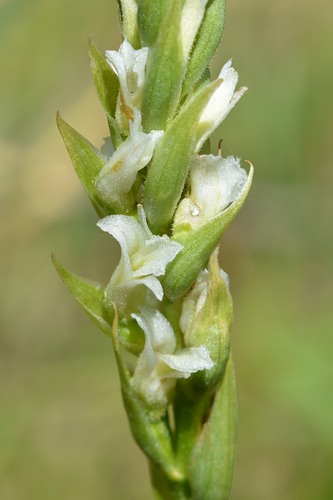 Spiranthes diluvialis