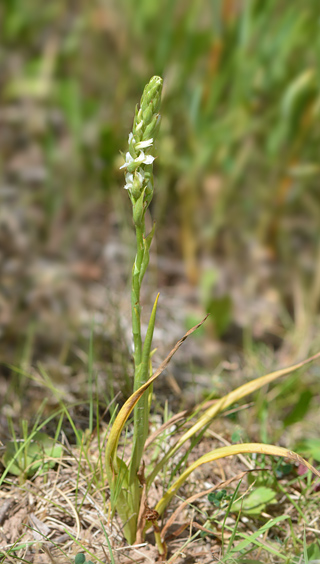 Spiranthes diluvialis