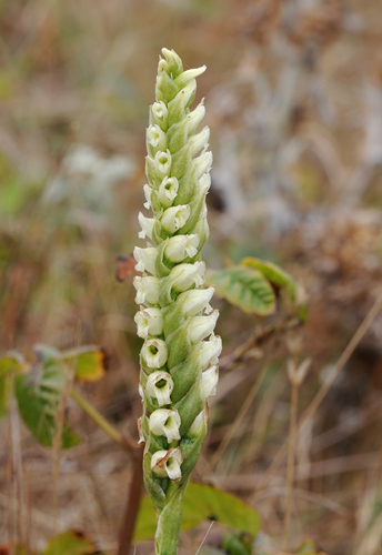 Spiranthes romanzoffiana