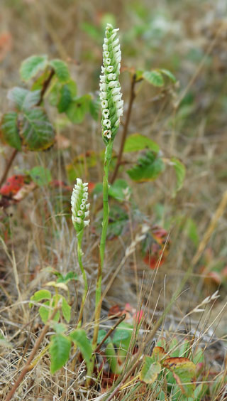 Spiranthes romanzoffiana