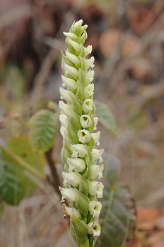 Spiranthes romanzoffiana