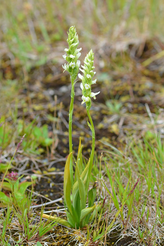 Spiranthes romanzoffiana