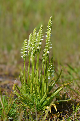 Spiranthes romanzoffiana