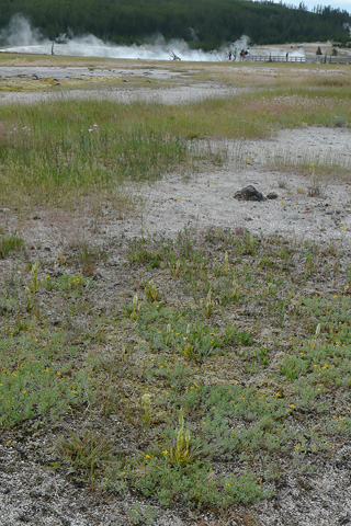 Spiranthes romanzoffiana