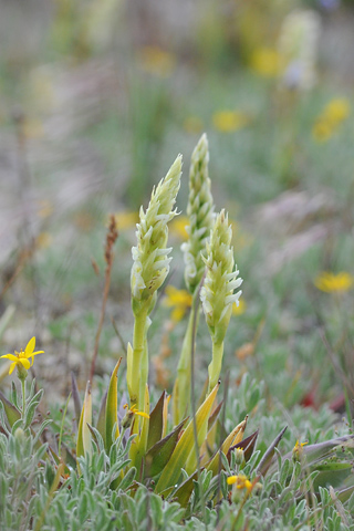 Spiranthes romanzoffiana