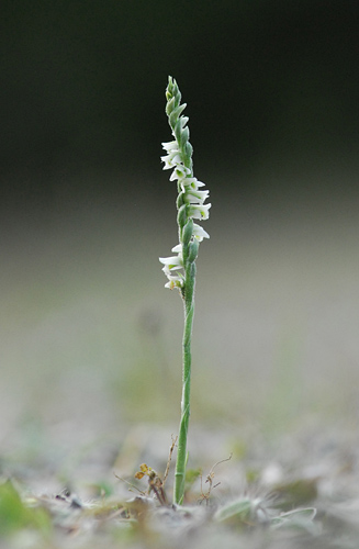 Spiranthes spiralis