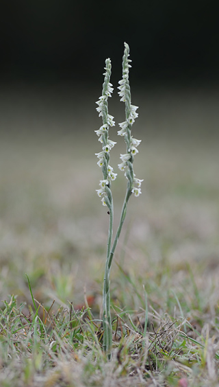 Spiranthes spiralis