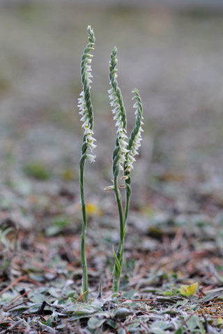 Spiranthes spiralis